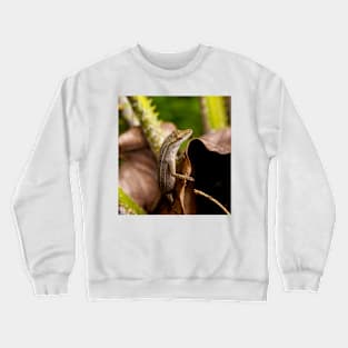 eli hello Crewneck Sweatshirt